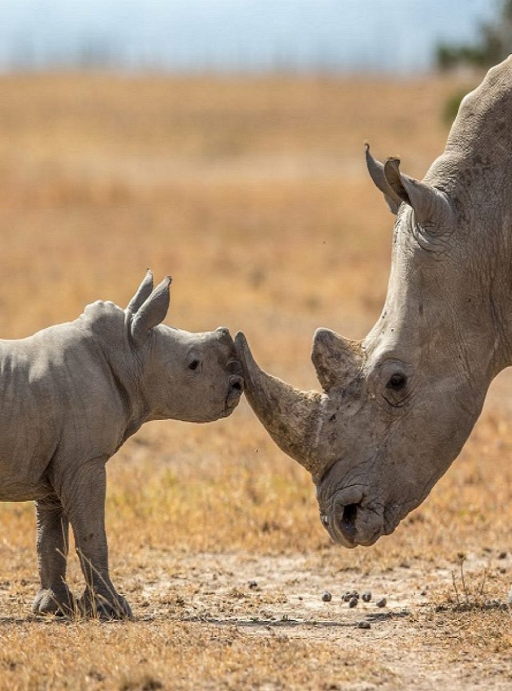generuk-tanzania-safari