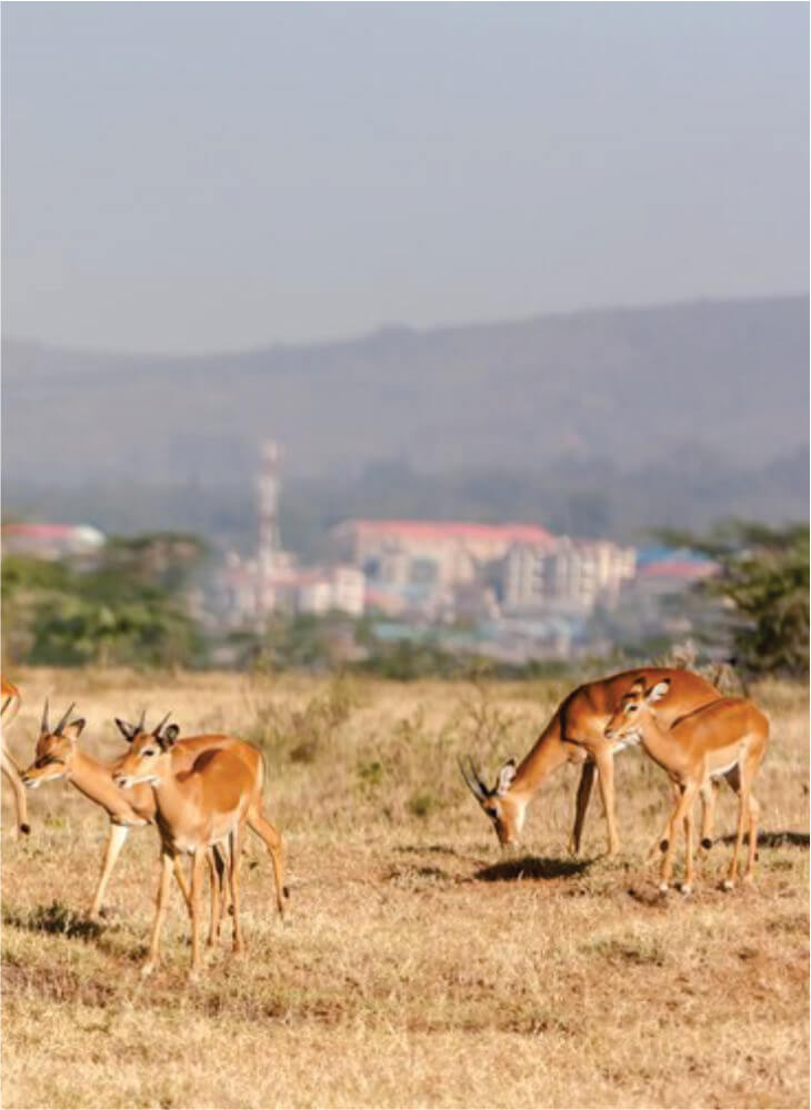 lion-roar-kenya-safari
