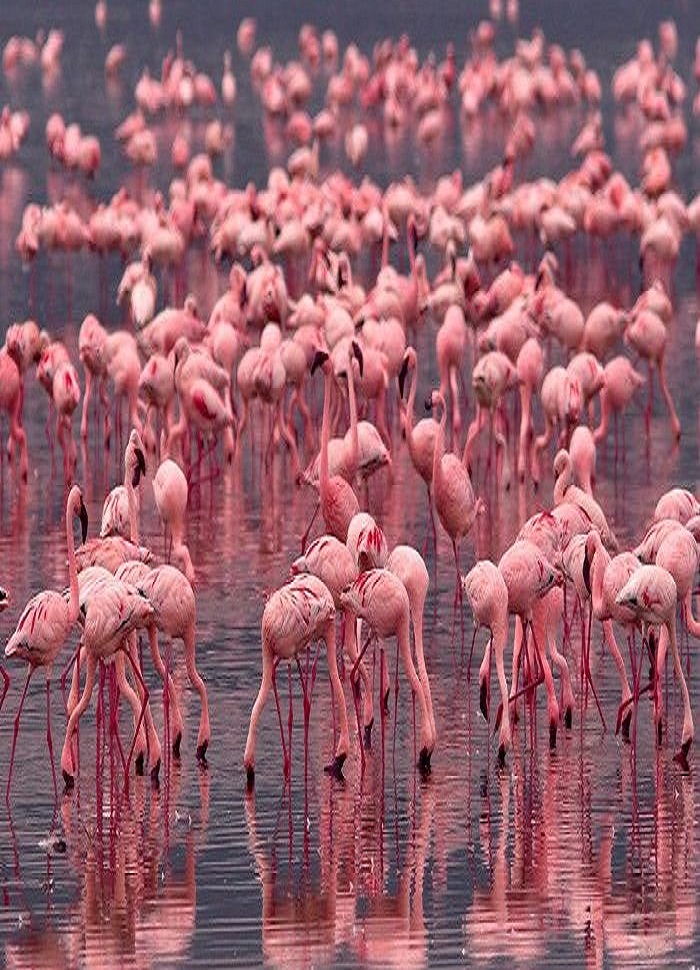 comorant-lake-naivasha-bird-watching-tour